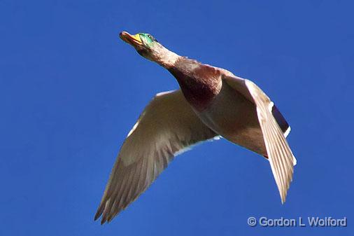 Duck In Flight_26052.jpg - Mallard (Anas platyrhynchos) photographed near Lindsay, Ontario, Canada.